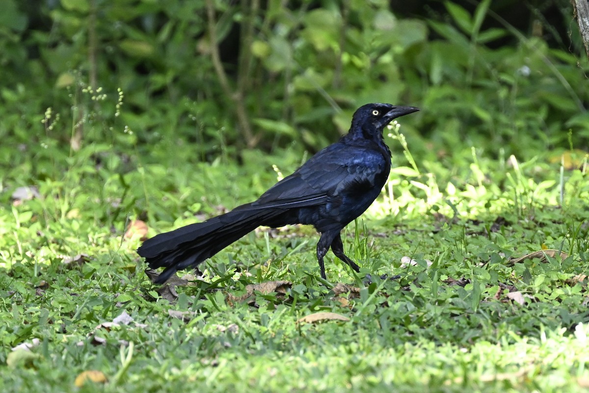 Great-tailed Grackle - ML616405855