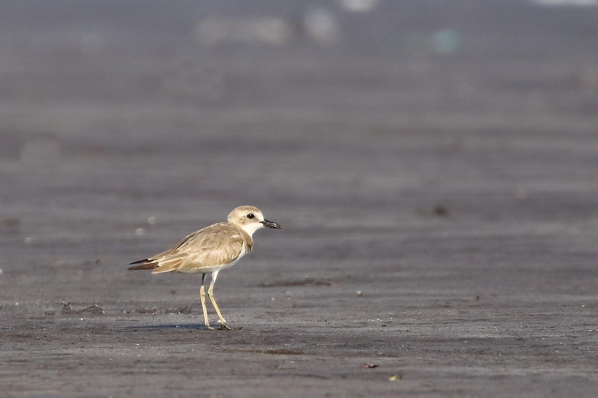 Greater Sand-Plover - ML616405869