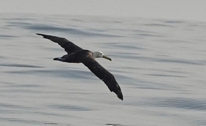 Waved Albatross - ML616405888