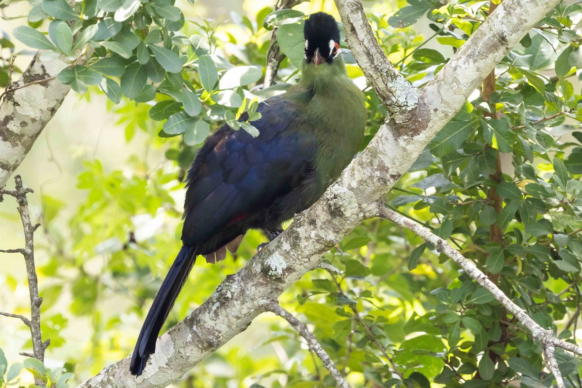 Hartlaub's Turaco - Linda Rudolph