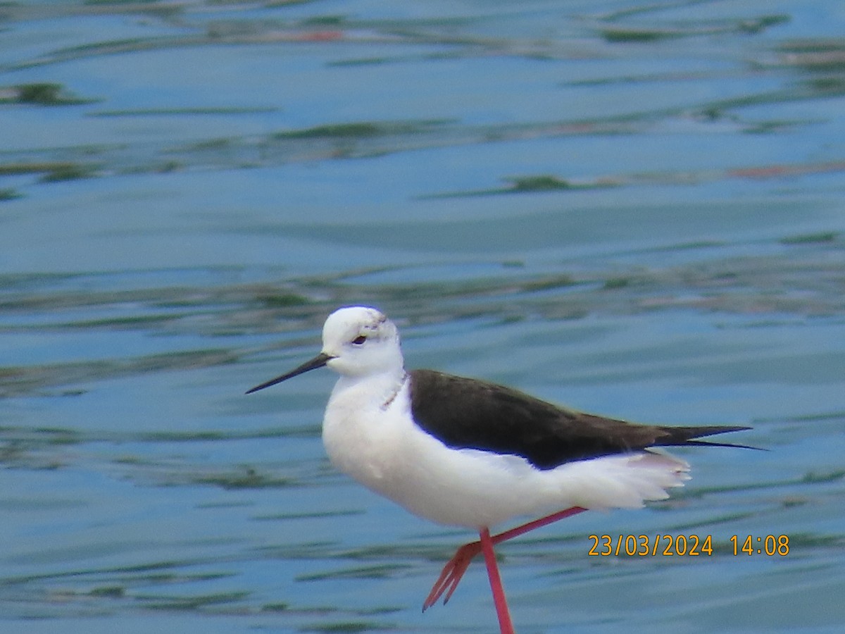 Black-winged Stilt - ML616405942