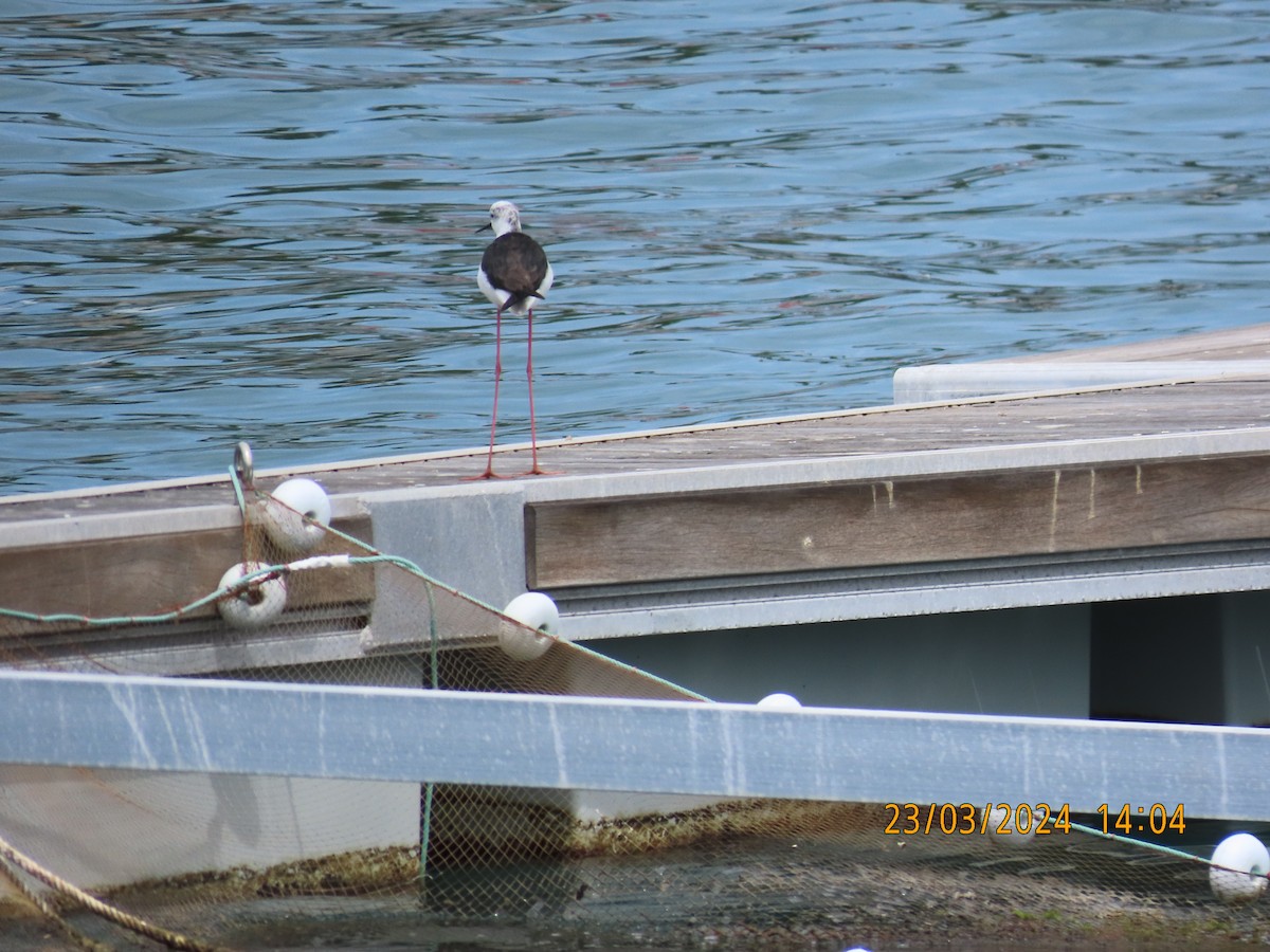 Black-winged Stilt - ML616405949