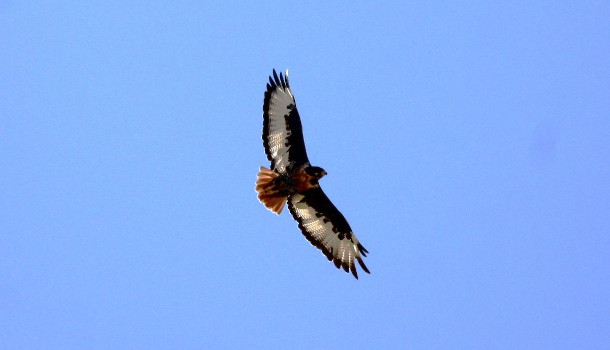 Jackal Buzzard - ML616406020