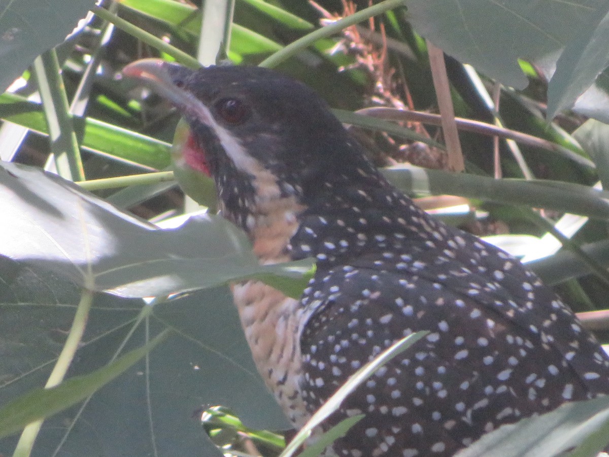 Pacific Koel - Christine D