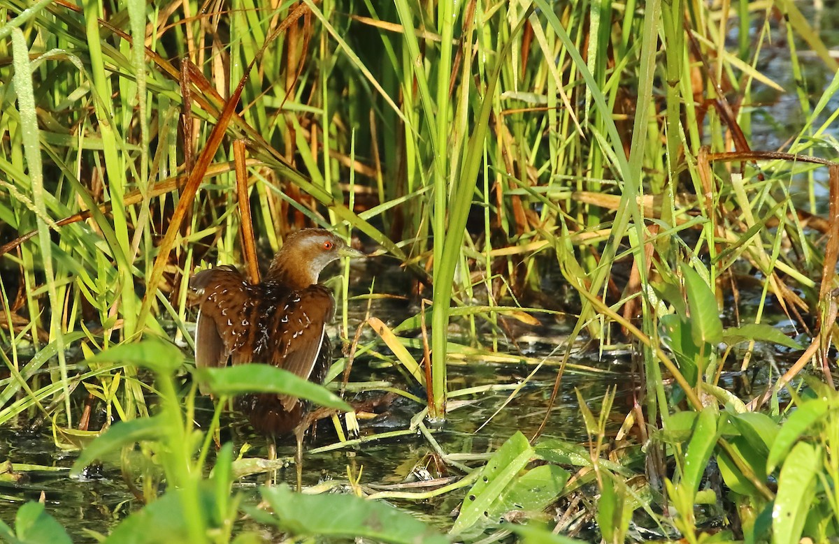 Baillon's Crake - ML616406051