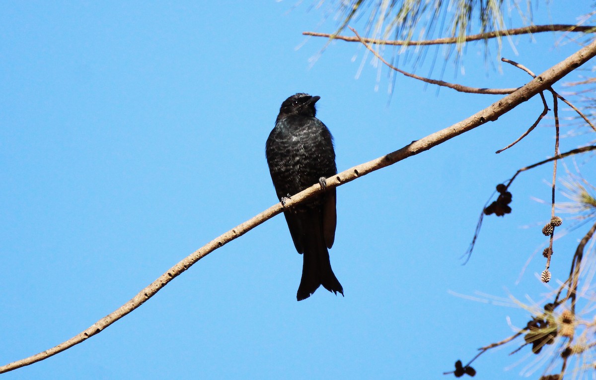 Fork-tailed Drongo - ML616406080