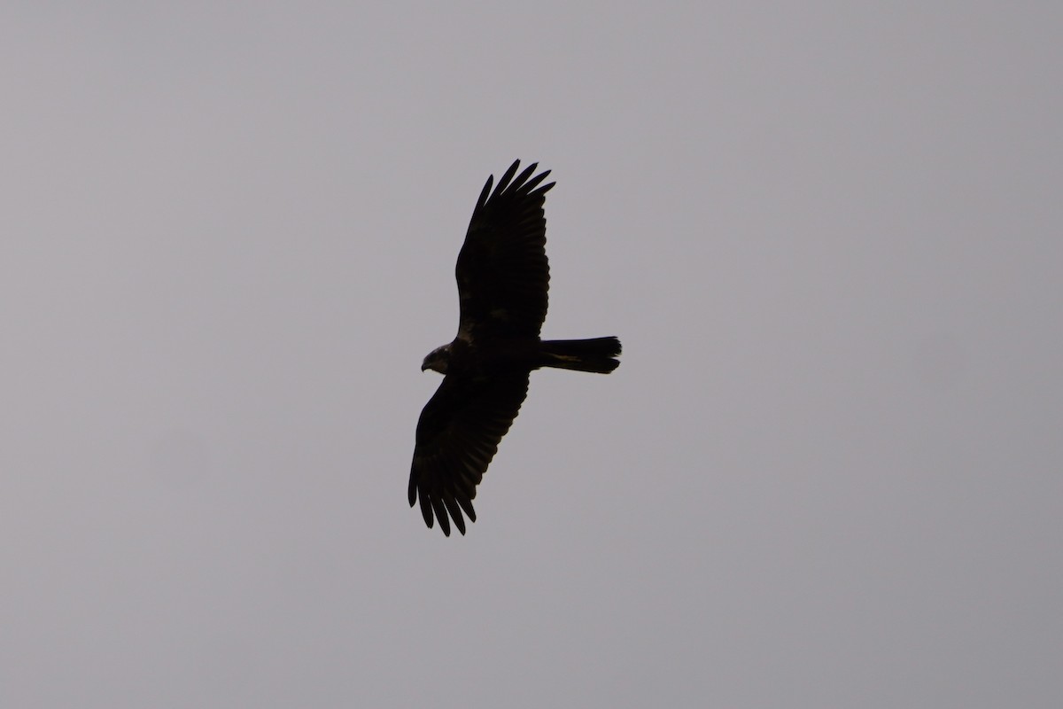 African Marsh Harrier - ML616406109