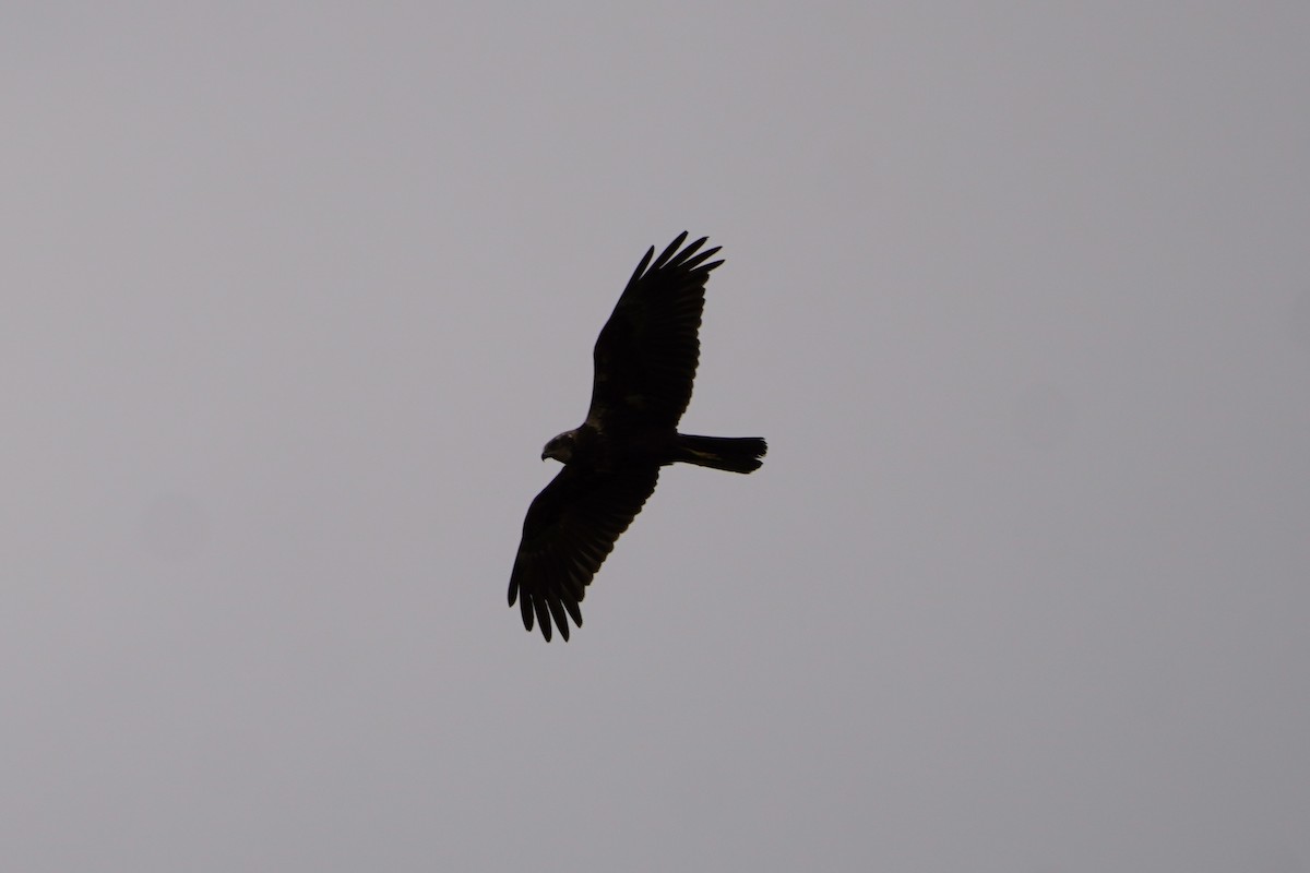 African Marsh Harrier - ML616406111