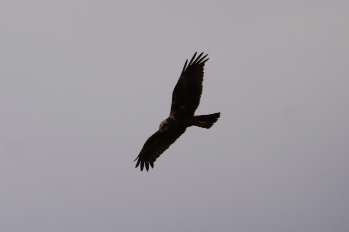 African Marsh Harrier - ML616406112