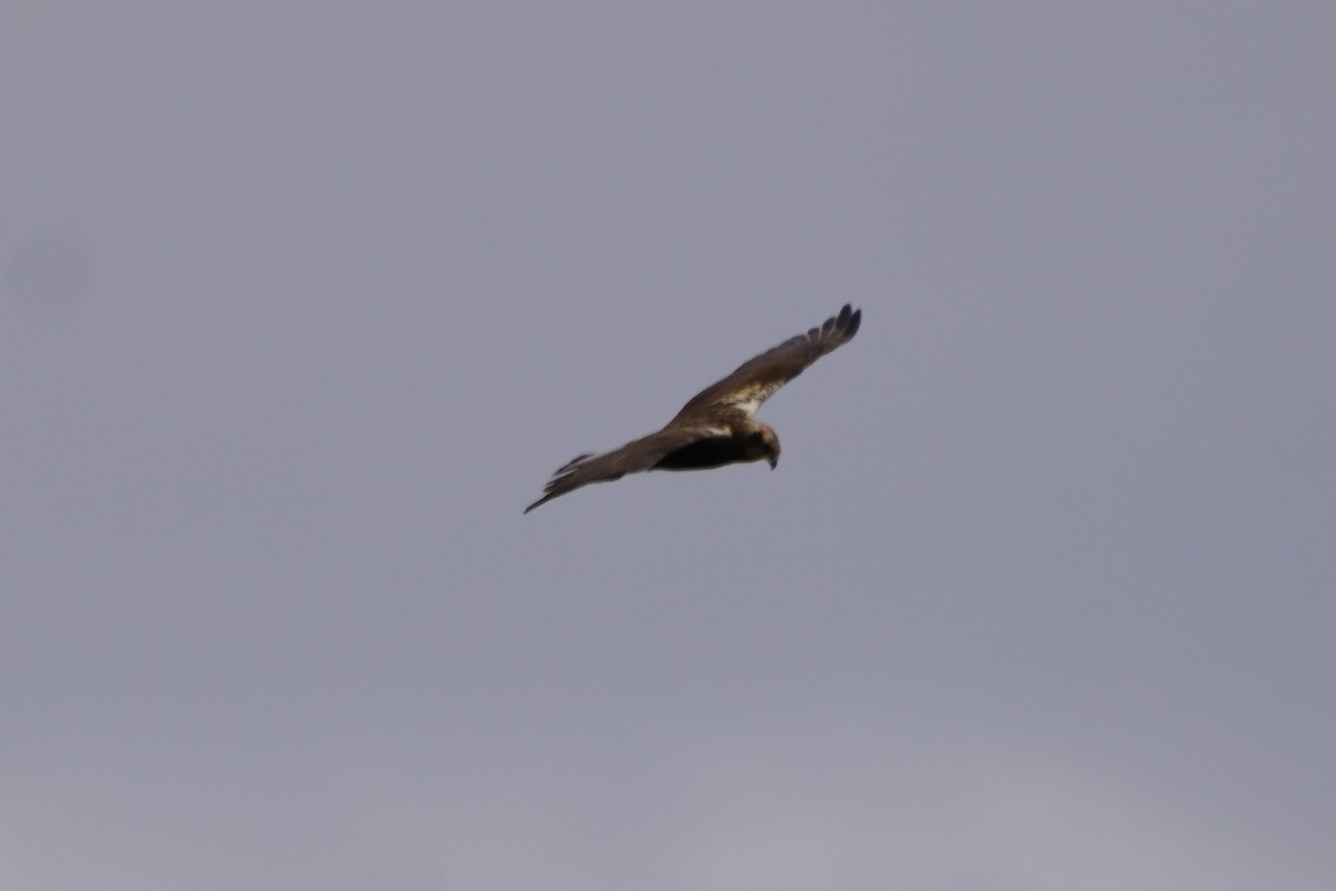 African Marsh Harrier - Greg Hertler