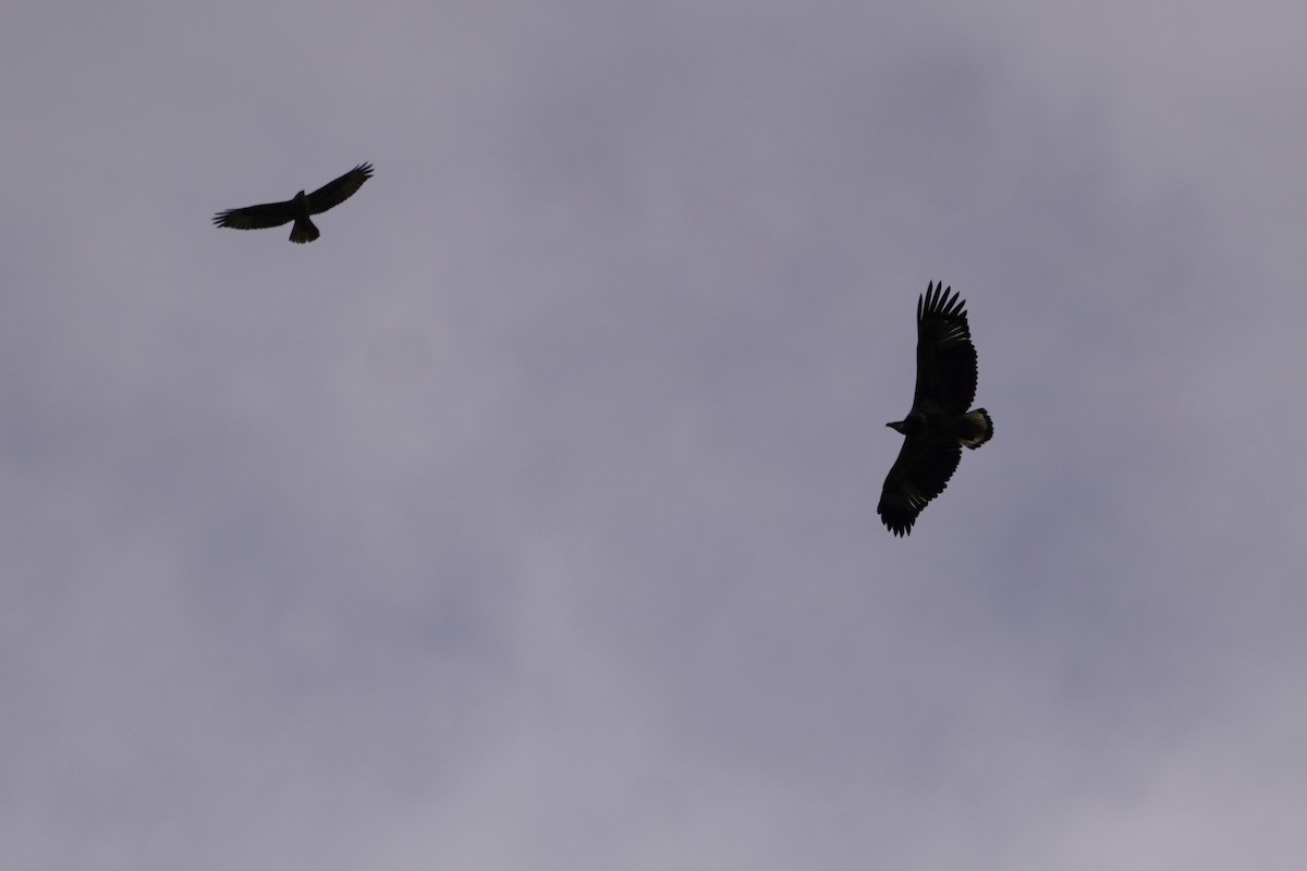 African Fish-Eagle - Greg Hertler