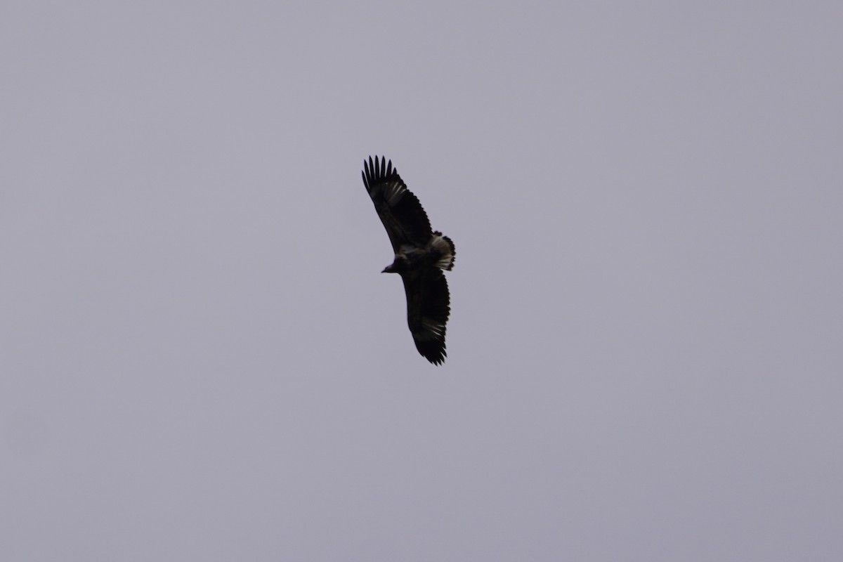 African Fish-Eagle - ML616406135