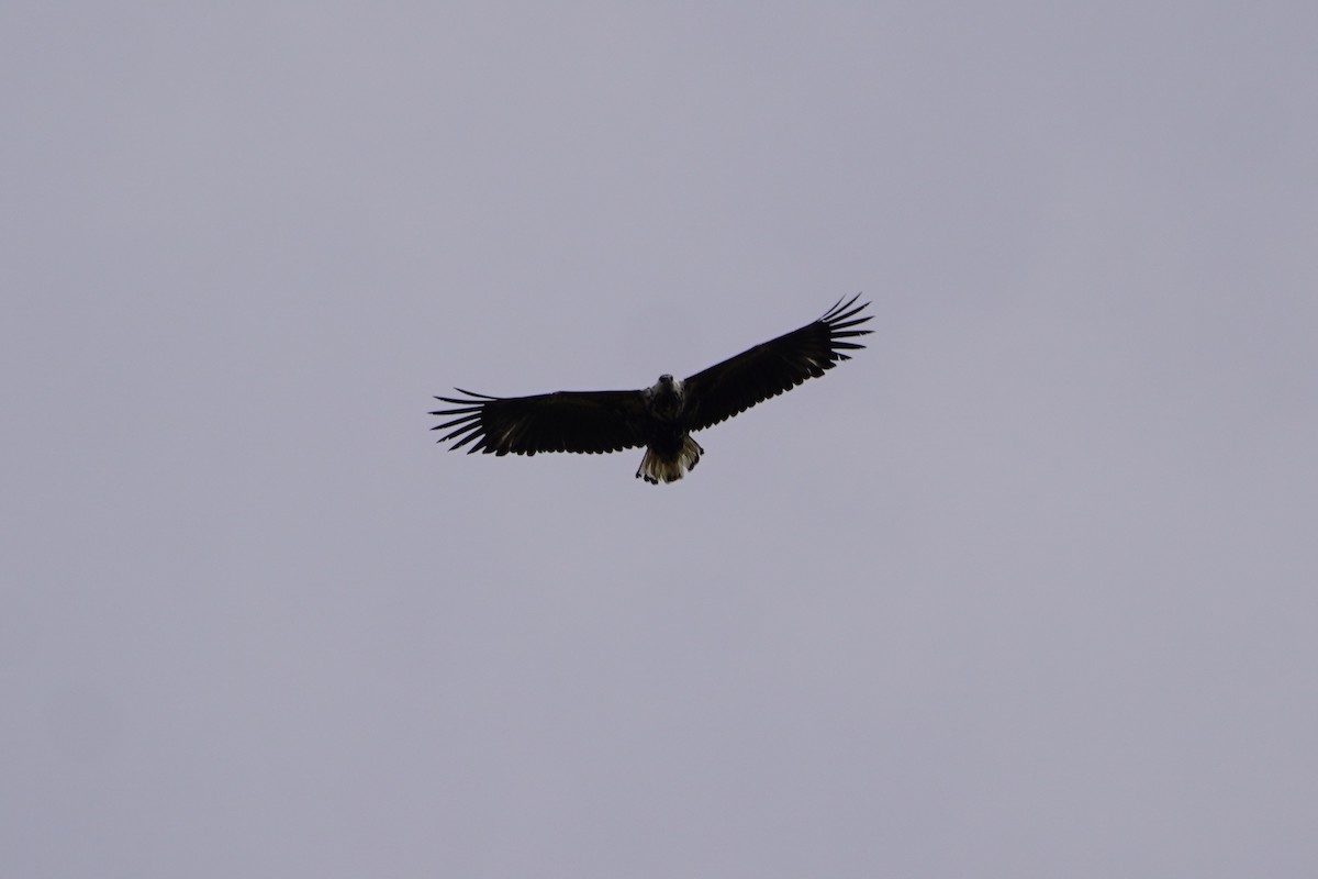 African Fish-Eagle - ML616406136