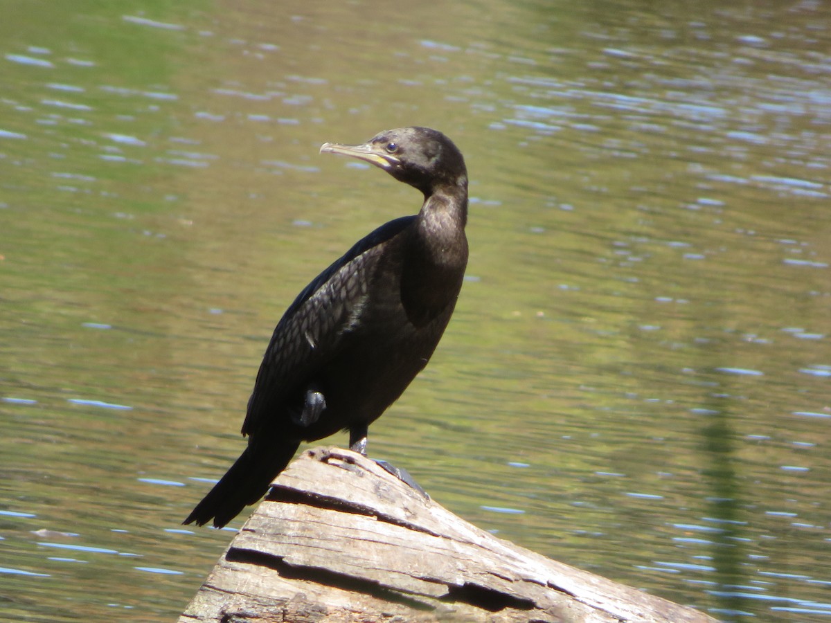 Little Black Cormorant - Christine D