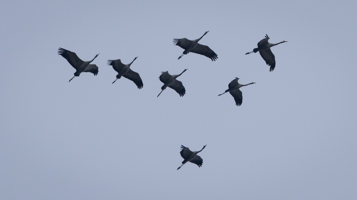 Common Crane - ML616406193