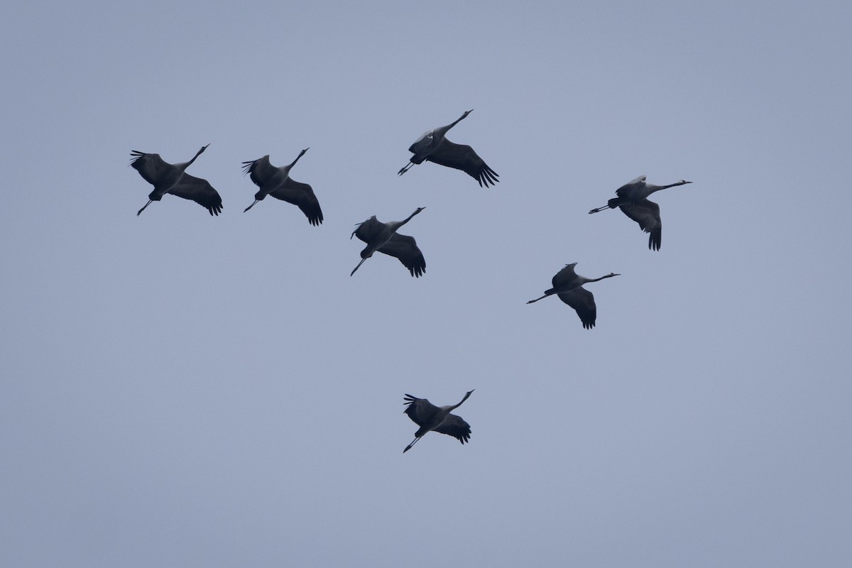 Common Crane - ML616406195