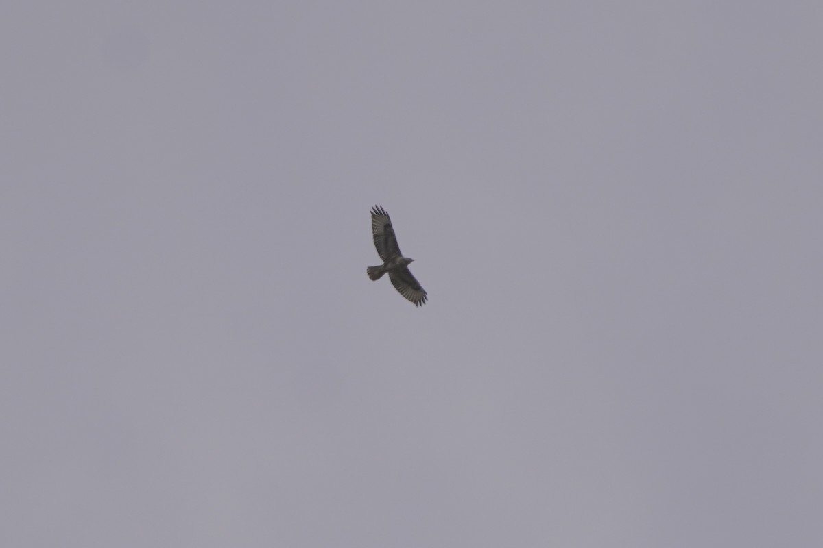 Common Buzzard - ML616406246