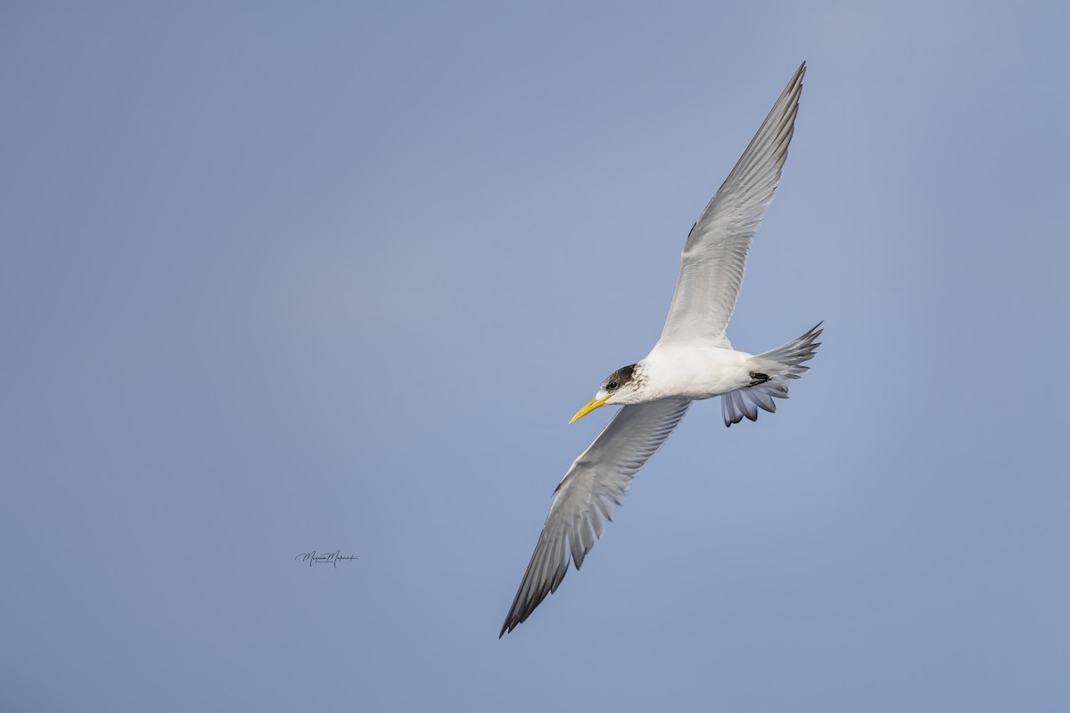 Great Crested Tern - ML616406309
