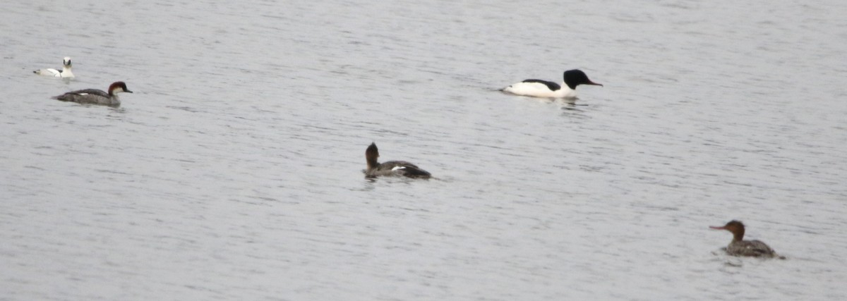 川秋沙(merganser/orientalis) - ML616406310