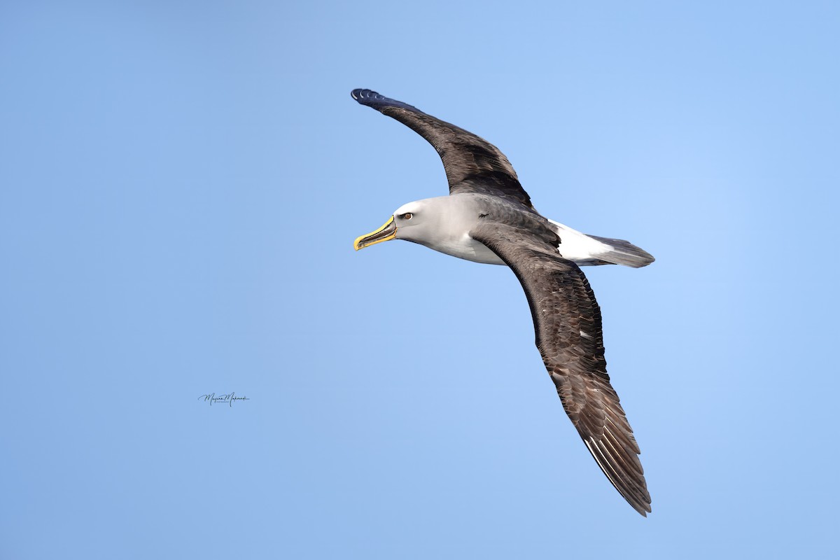 Buller's Albatross - ML616406320