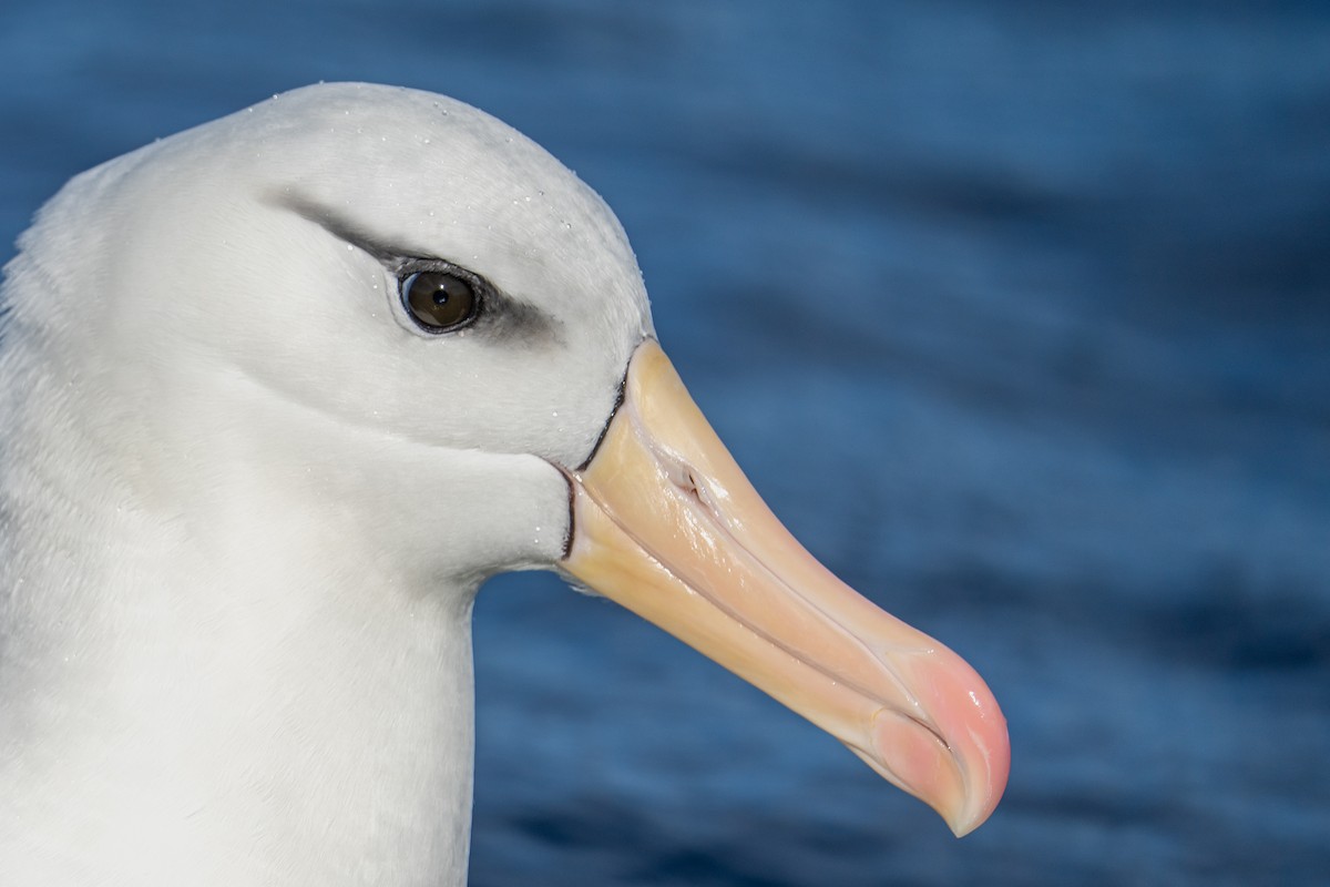 Black-browed Albatross - ML616406326