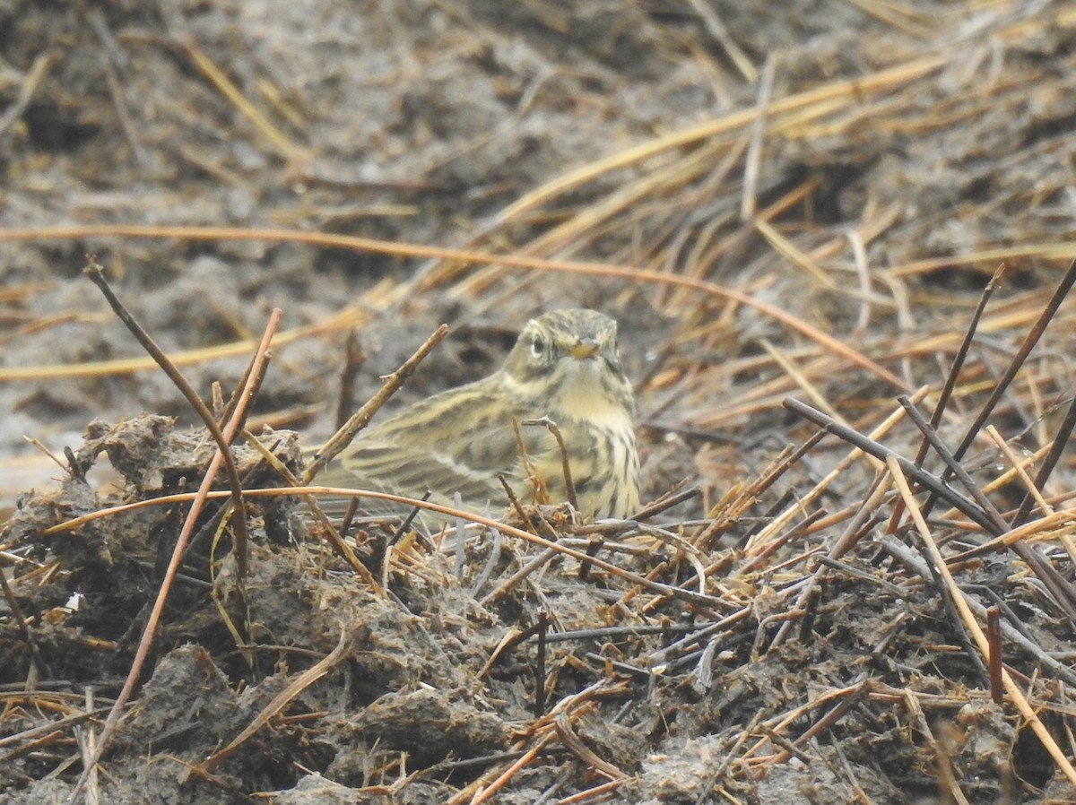 Meadow Pipit - ML616406352