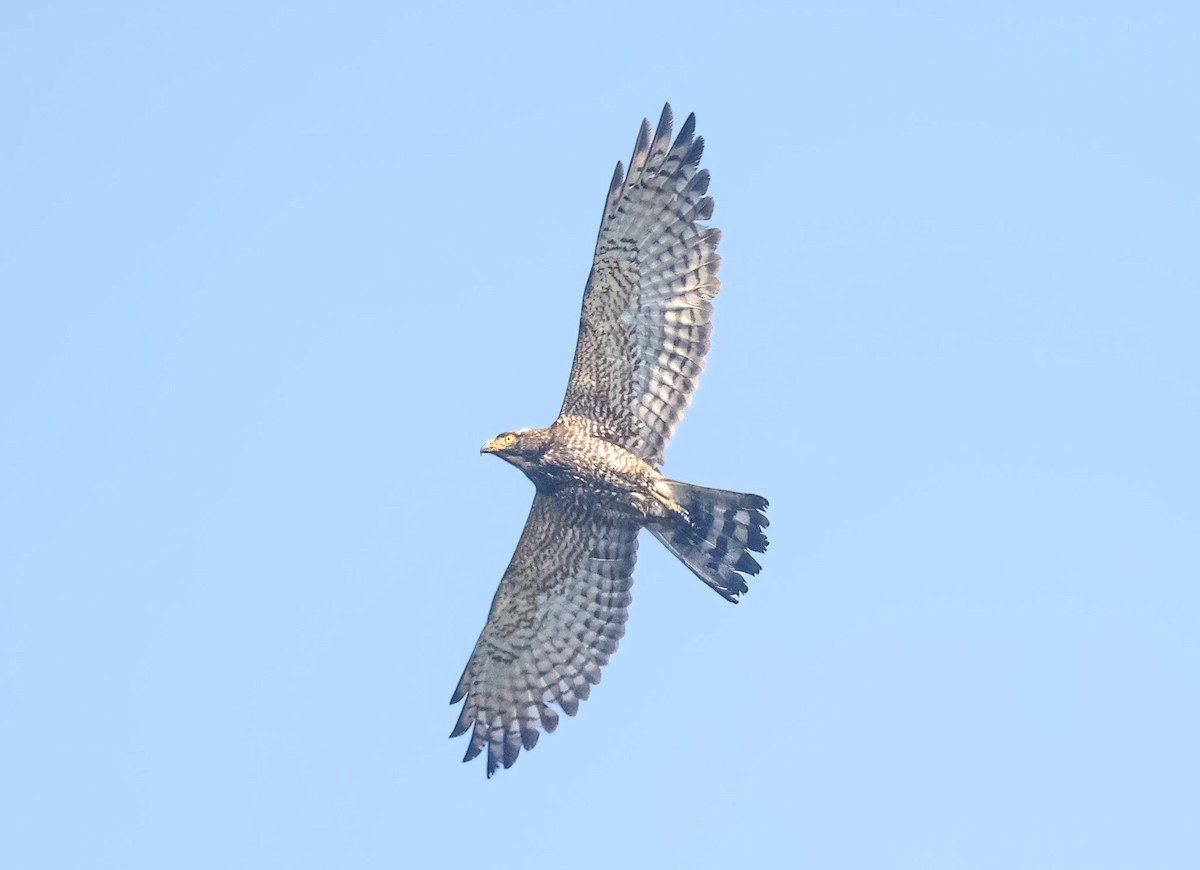 Gray-faced Buzzard - ML616406358