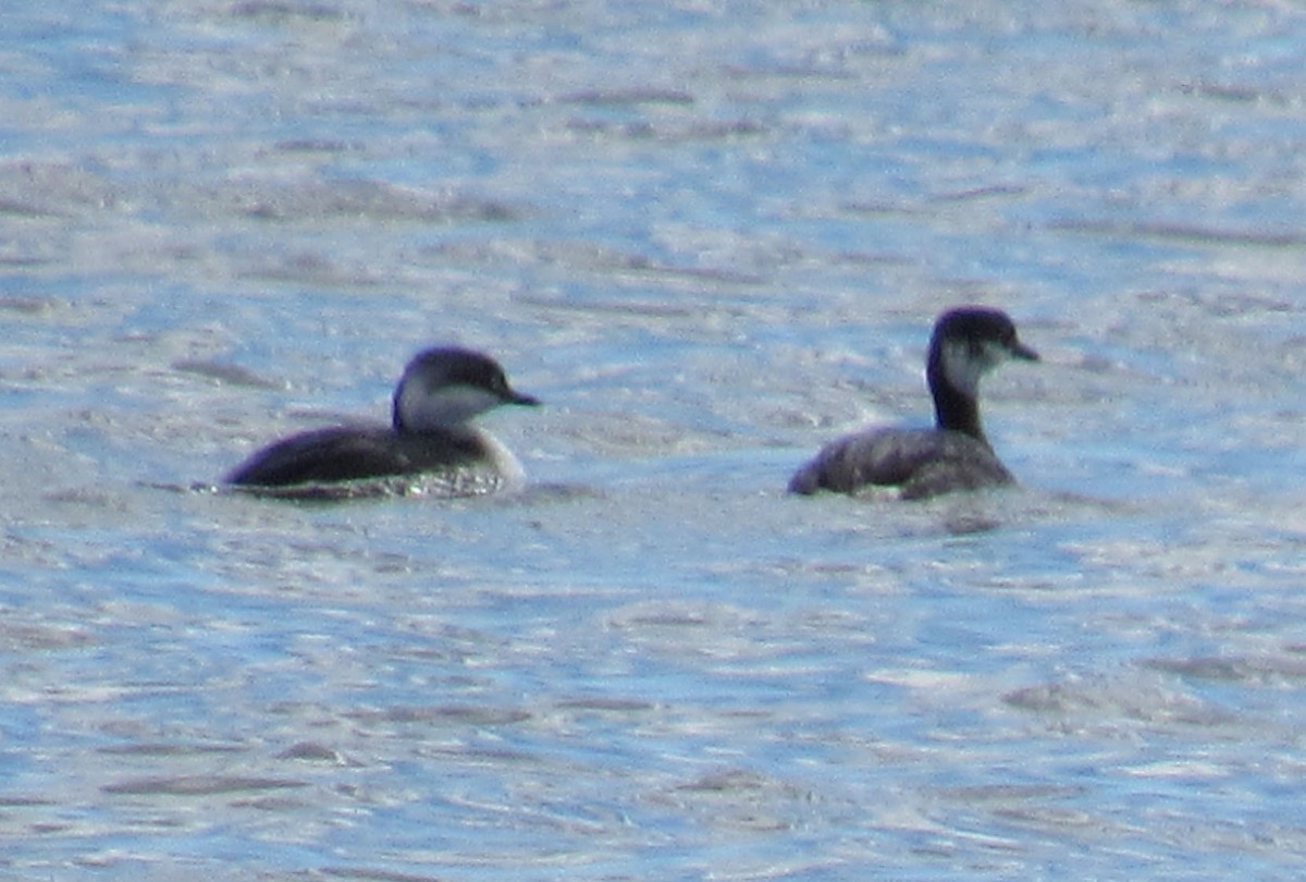 Horned Grebe - Sharon Fitzgerald