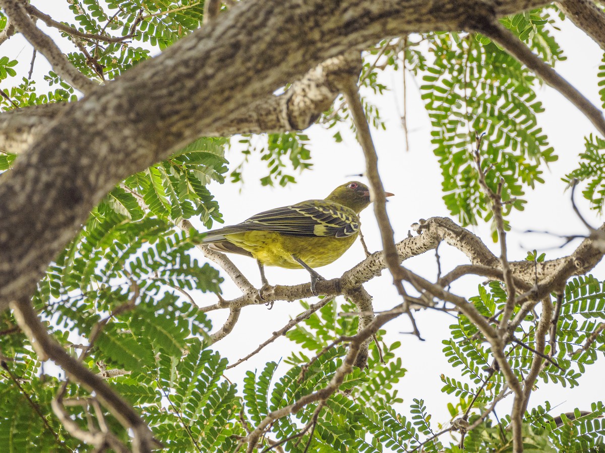 Green Oriole - ML616406517