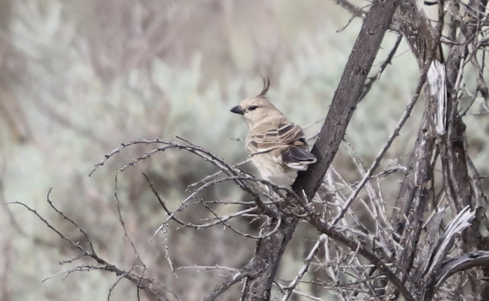 Chirruping Wedgebill - ML616406535