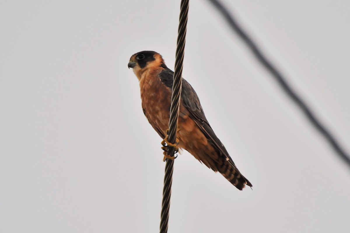 Australian Hobby - ML616406610