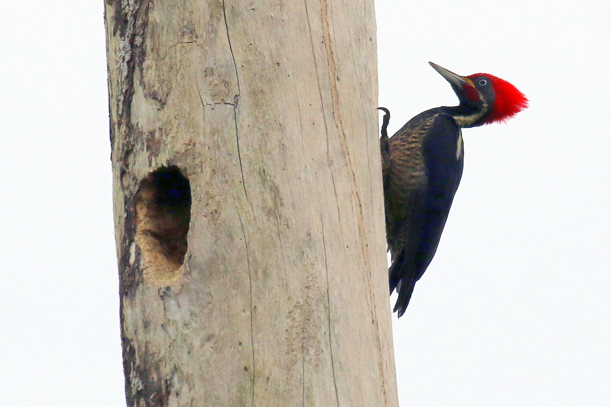 Lineated Woodpecker - Corné Pieterse