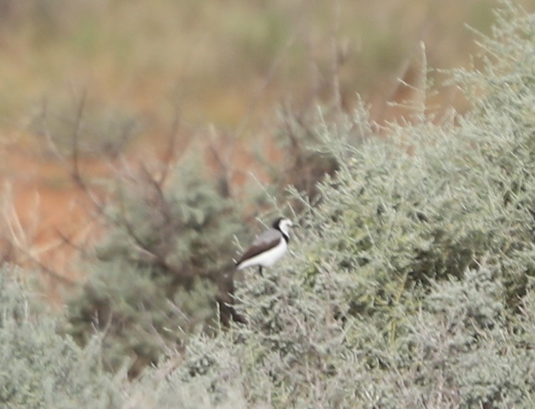 White-fronted Chat - Will Cornwell