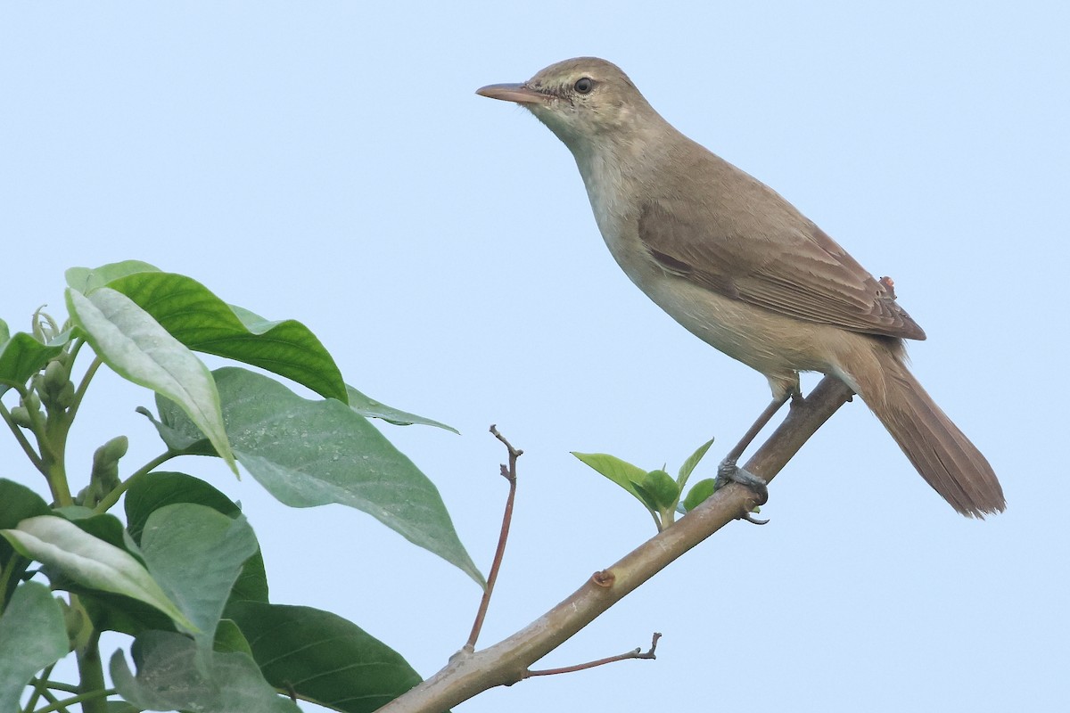 Clamorous Reed Warbler - Gary Allport