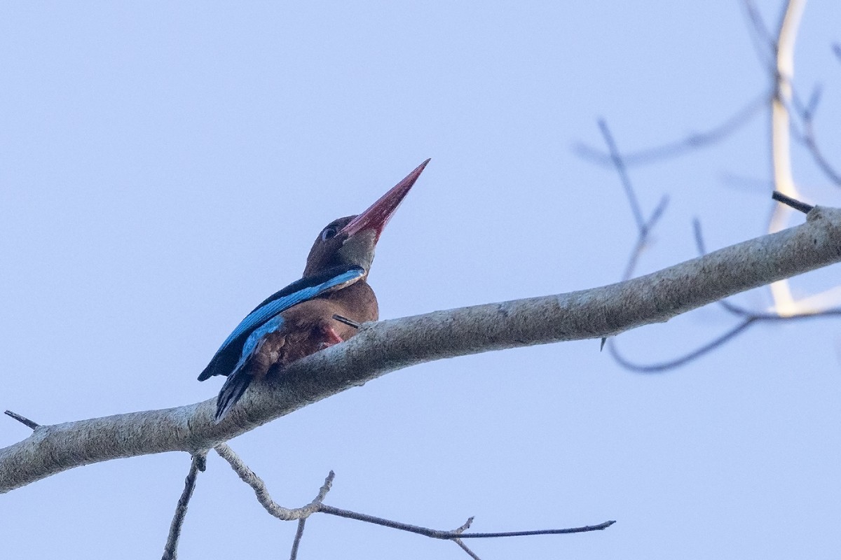 Brown-breasted Kingfisher - Niall D Perrins