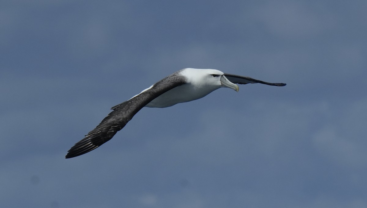 Albatros à cape blanche - ML616406804
