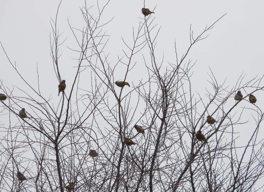 Oriental Greenfinch - ML616406838