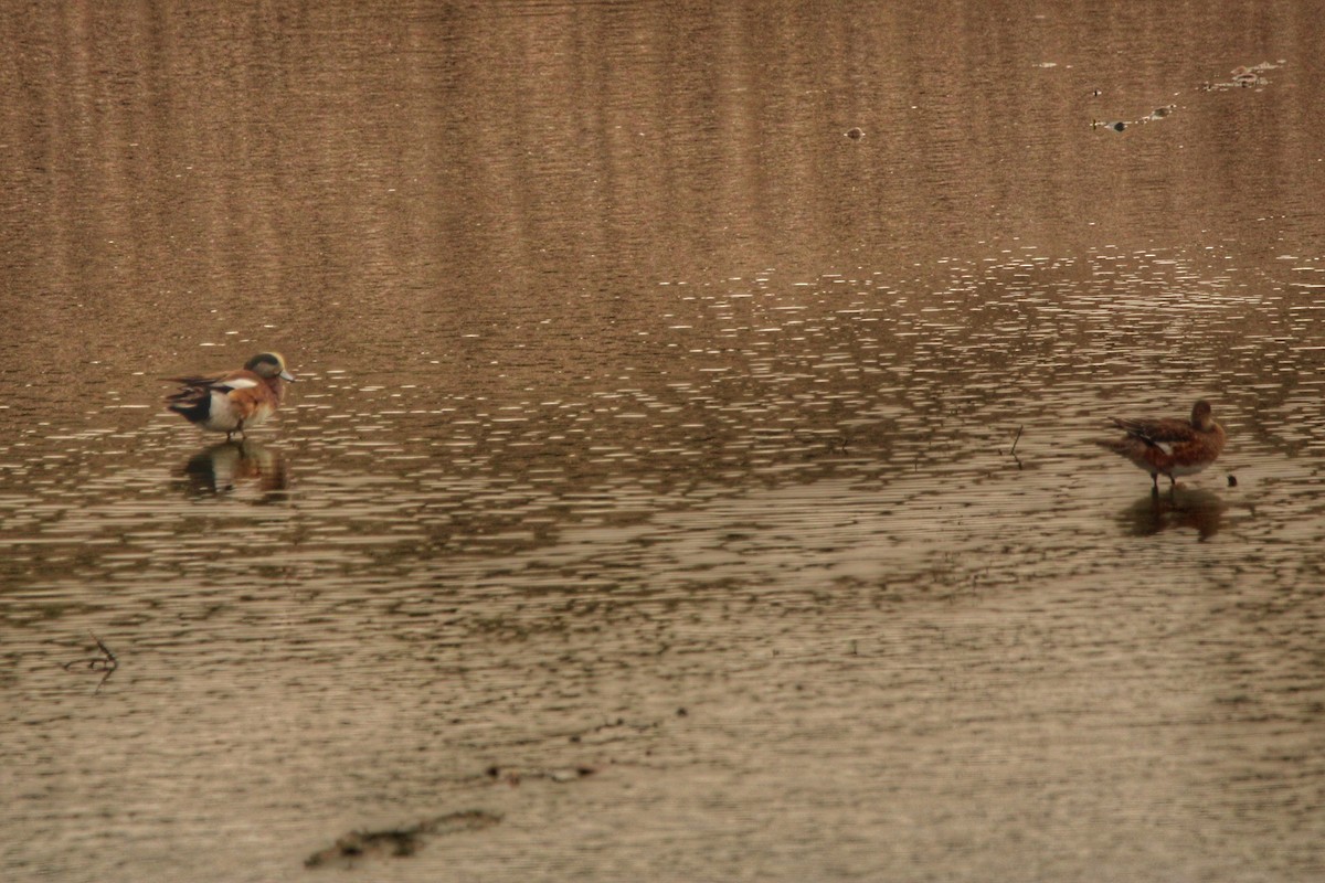 American Wigeon - ML616406884