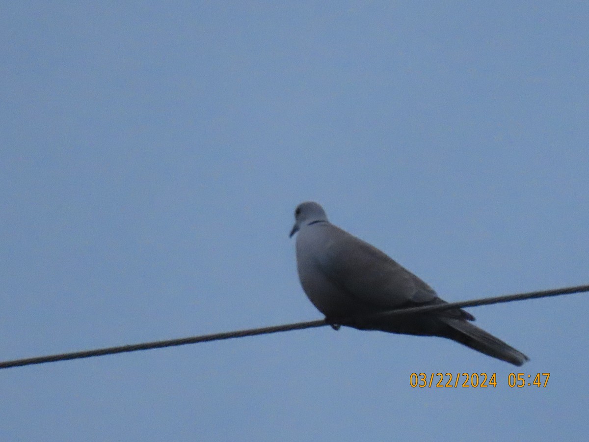 Eurasian Collared-Dove - Leon Book