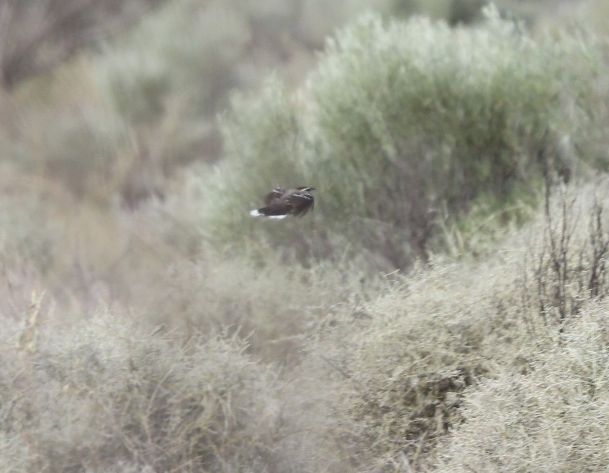 Chestnut-crowned Babbler - ML616406934