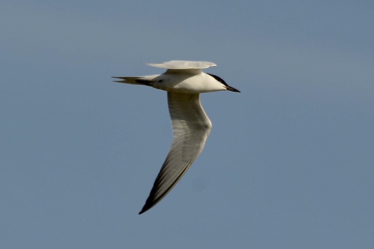 Gull-billed Tern - Micheal O'Briain