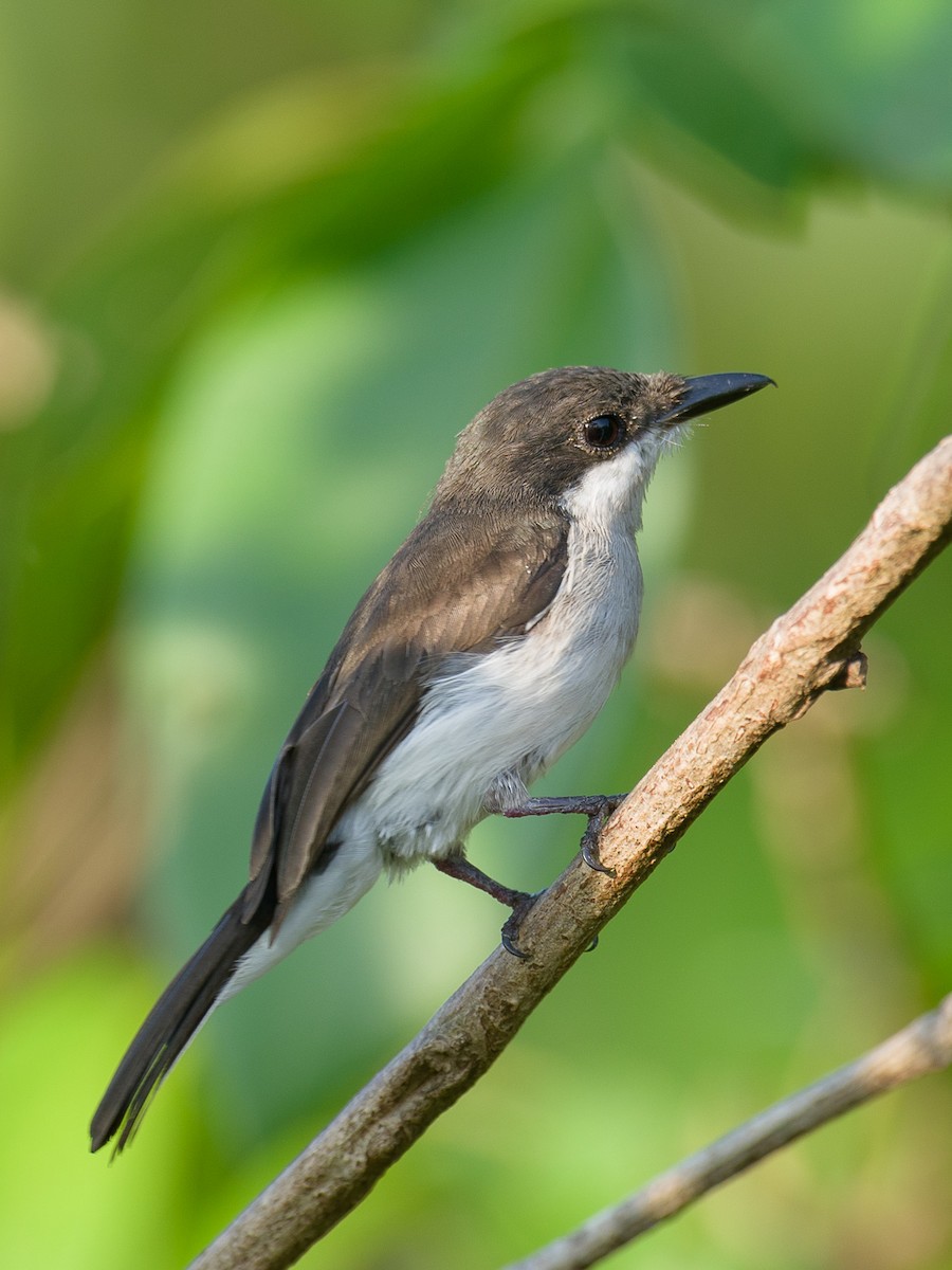 Black-winged Flycatcher-shrike - ML616407096