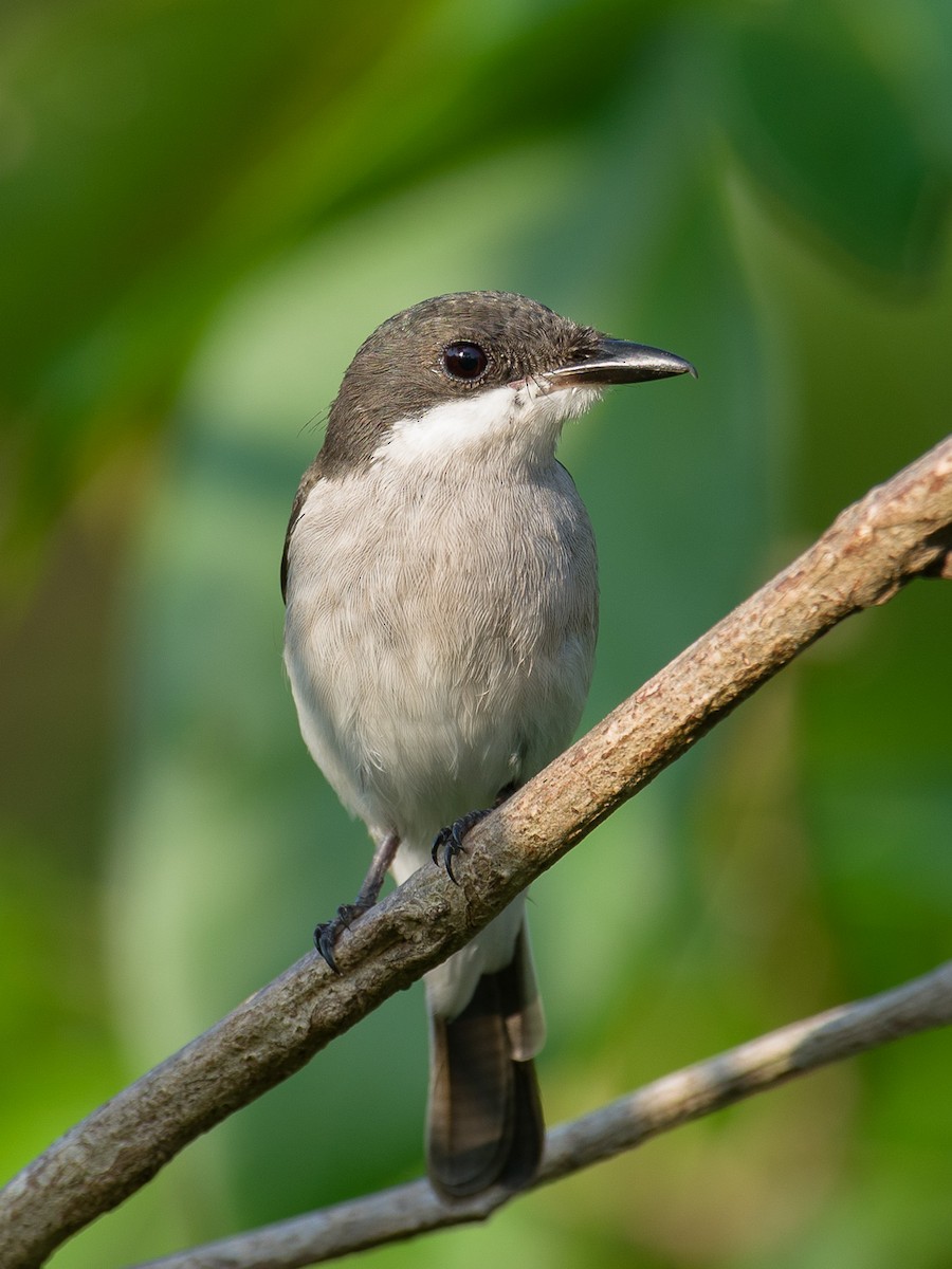 Black-winged Flycatcher-shrike - ML616407097