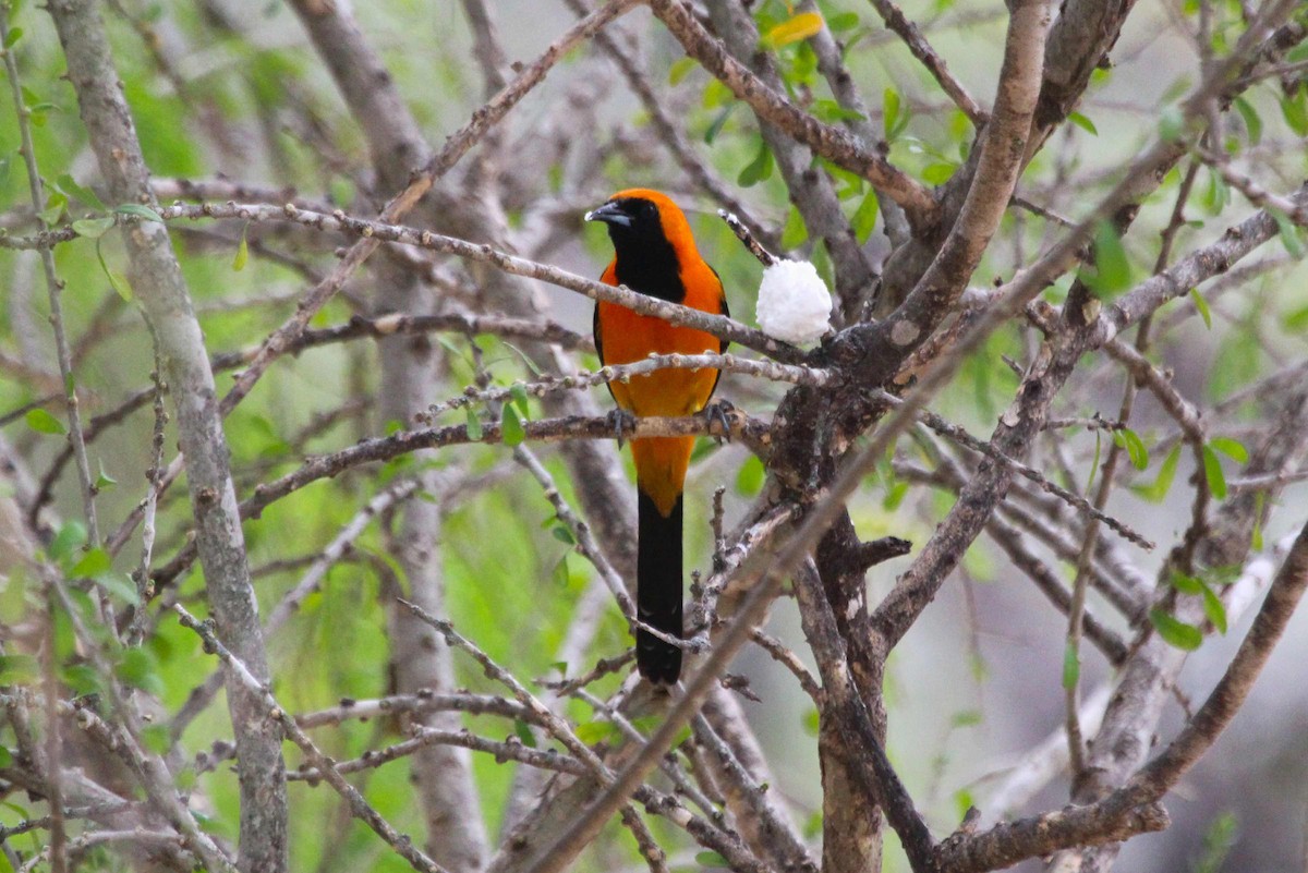 Hooded Oriole - Samuel Perloff