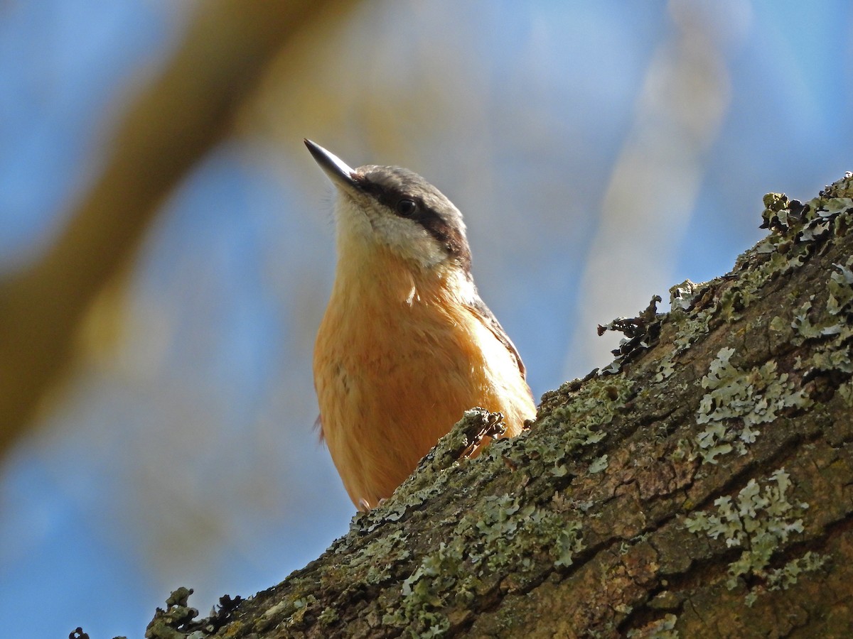 Eurasian Nuthatch - ML616407165