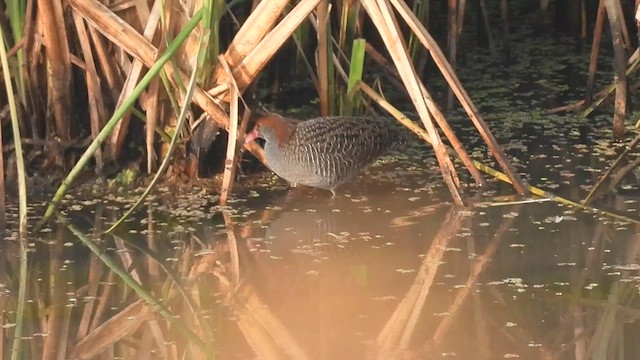 Slaty-breasted Rail - ML616407170