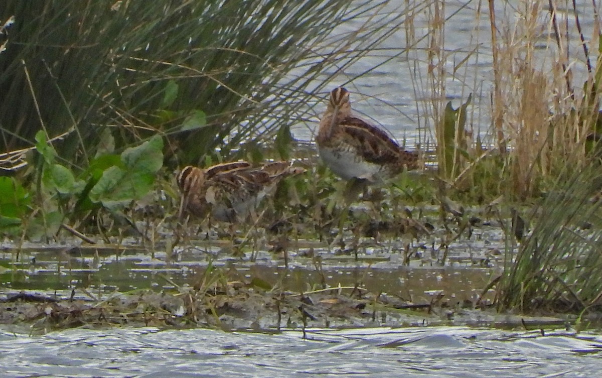Common Snipe - ML616407173