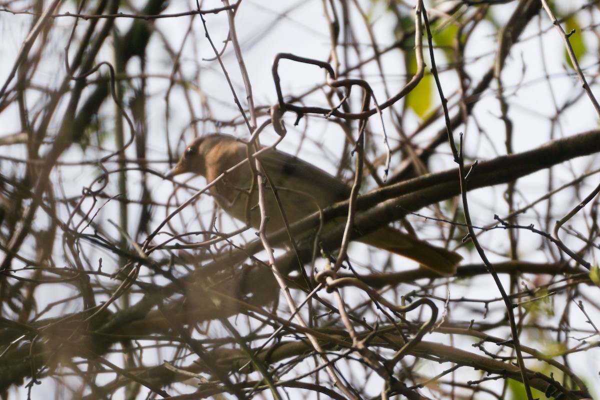 Red-throated Thrush - ML616407253