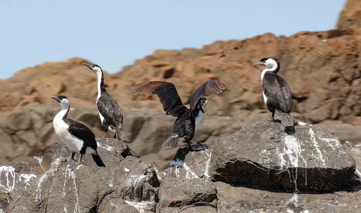 Black-faced Cormorant - ML616407297