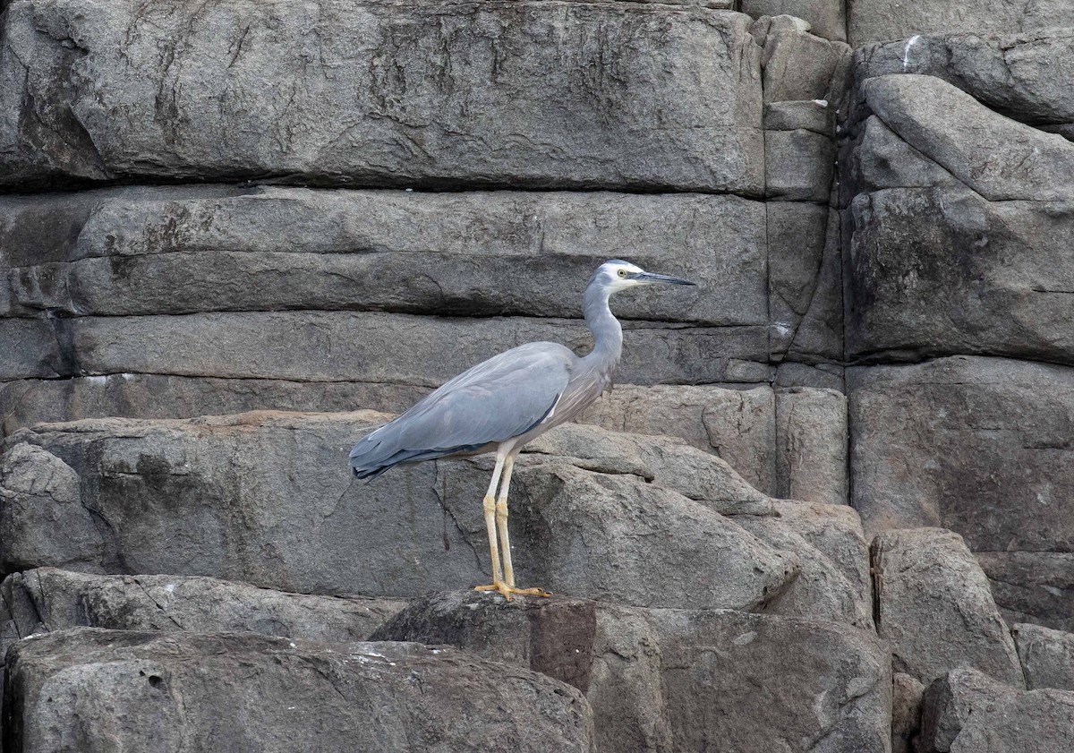 White-faced Heron - ML616407299